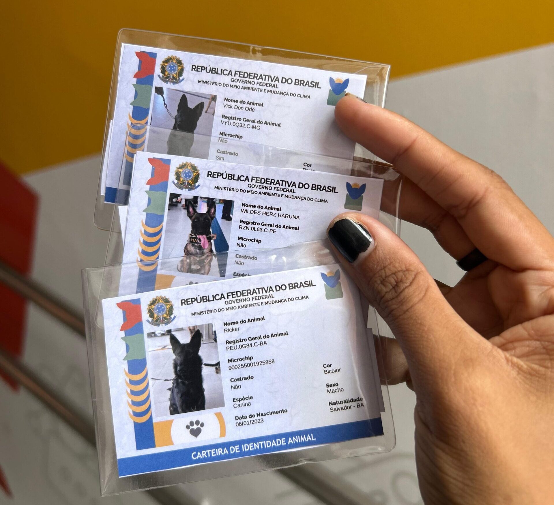 Ação SINPatinhas emite 40 identidades de pets na manhã desta sexta(23)