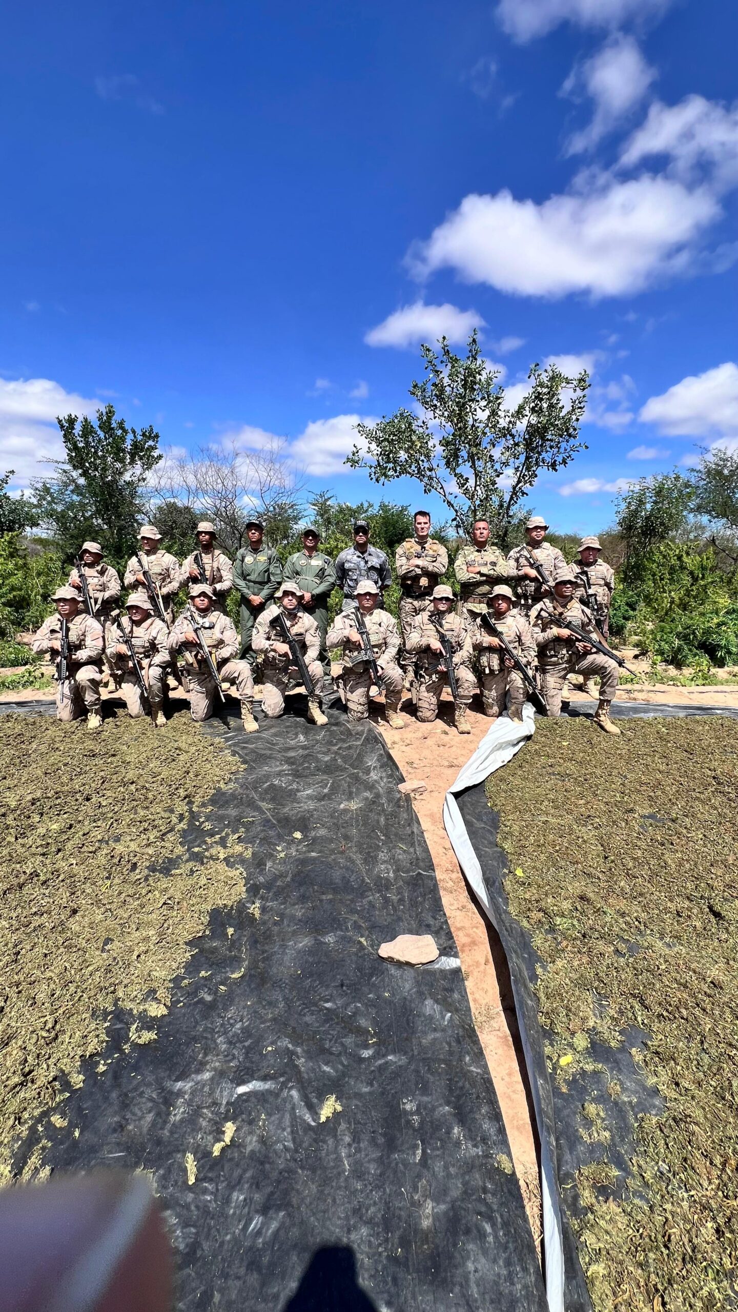 Operação integrada entre Piauí e Pernambuco localiza plantação de maconha com cinco toneladas