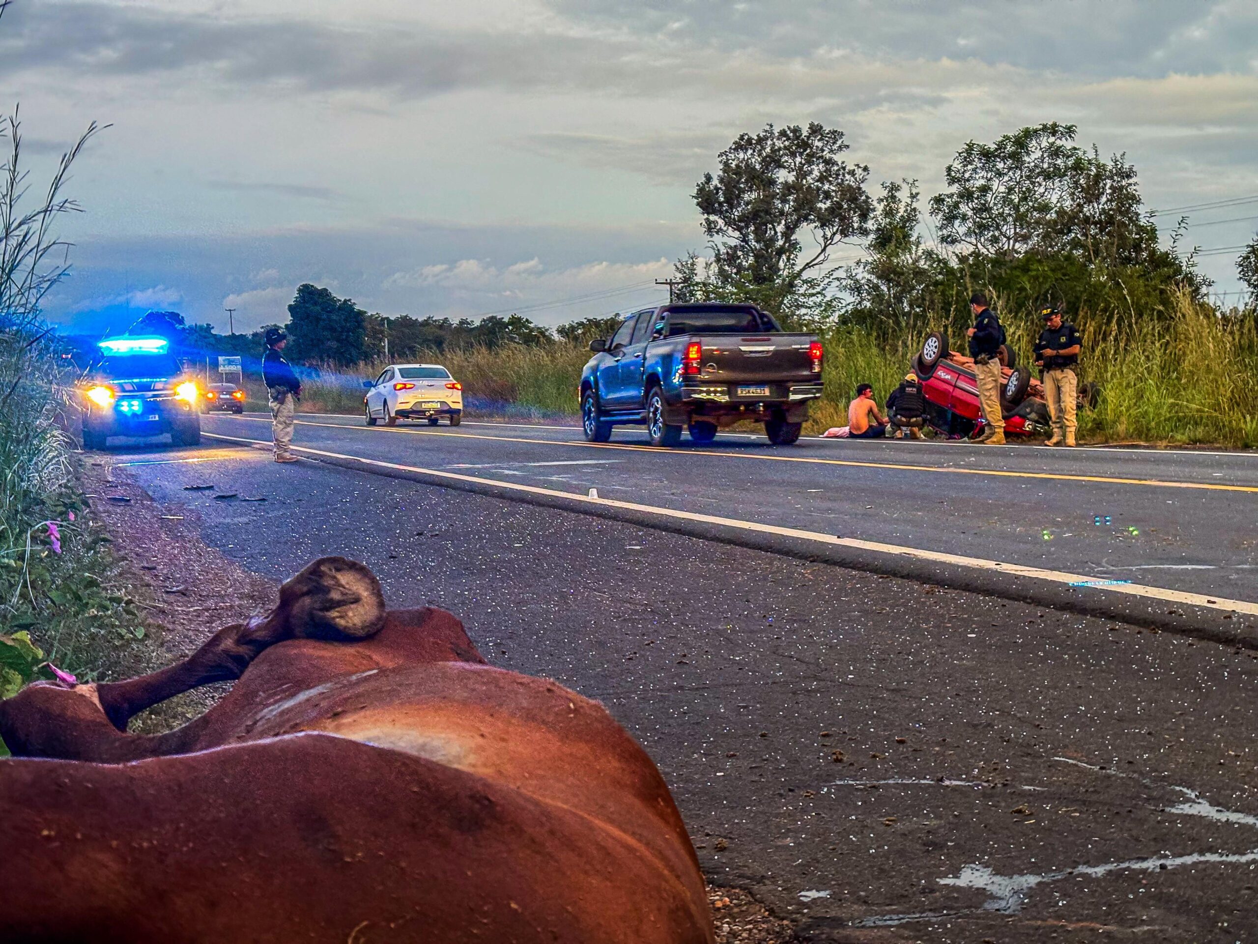 SSP atua em acidente envolvendo animais na BR-343 durante Operação Porteira Fechada