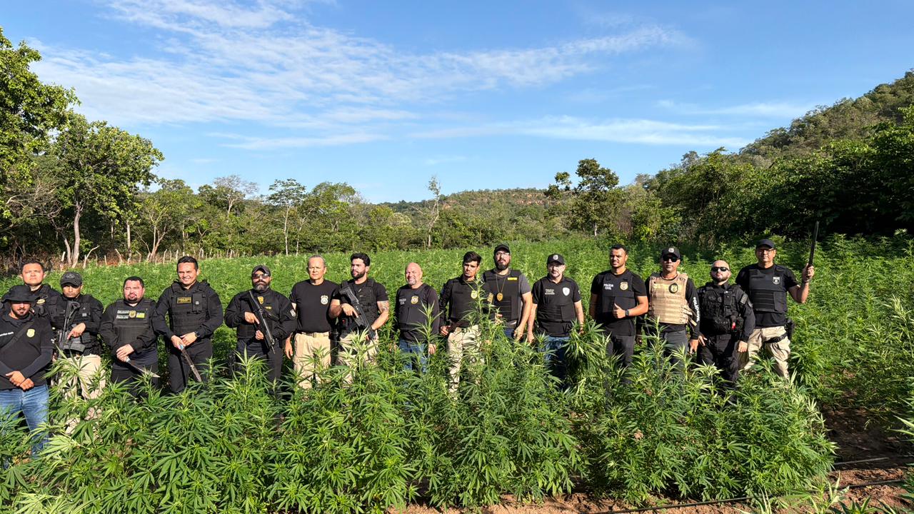 Integração entre Piauí, Maranhão e Pernambuco resulta na erradicação de 1 tonelada de maconha