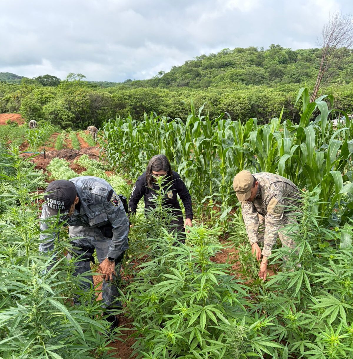 SSP-PI deflagra operação e localiza plantação com 115 mil pés de maconha em Vera Mendes