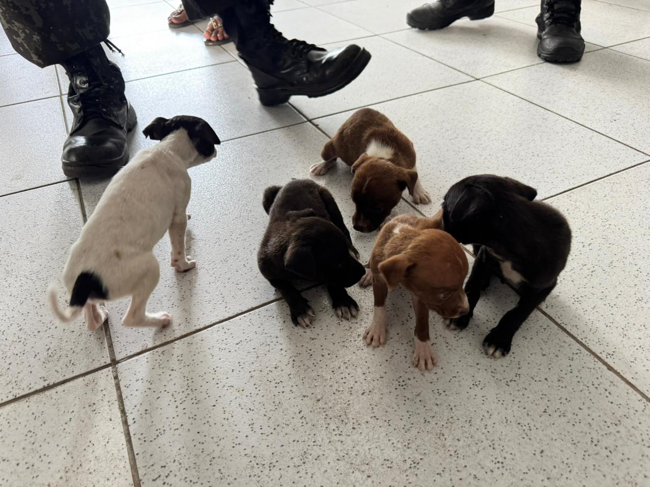 Polícia Civil e CIPA resgatam cinco filhotes de cachorro após denúncia de maus-tratos
