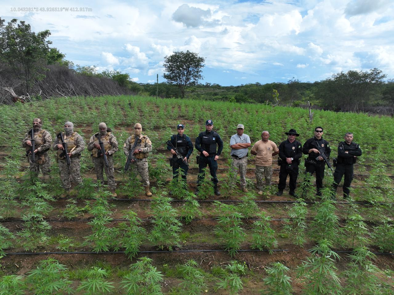 Operação integrada erradica plantação de maconha e prende três pessoas no Sul do Piauí
