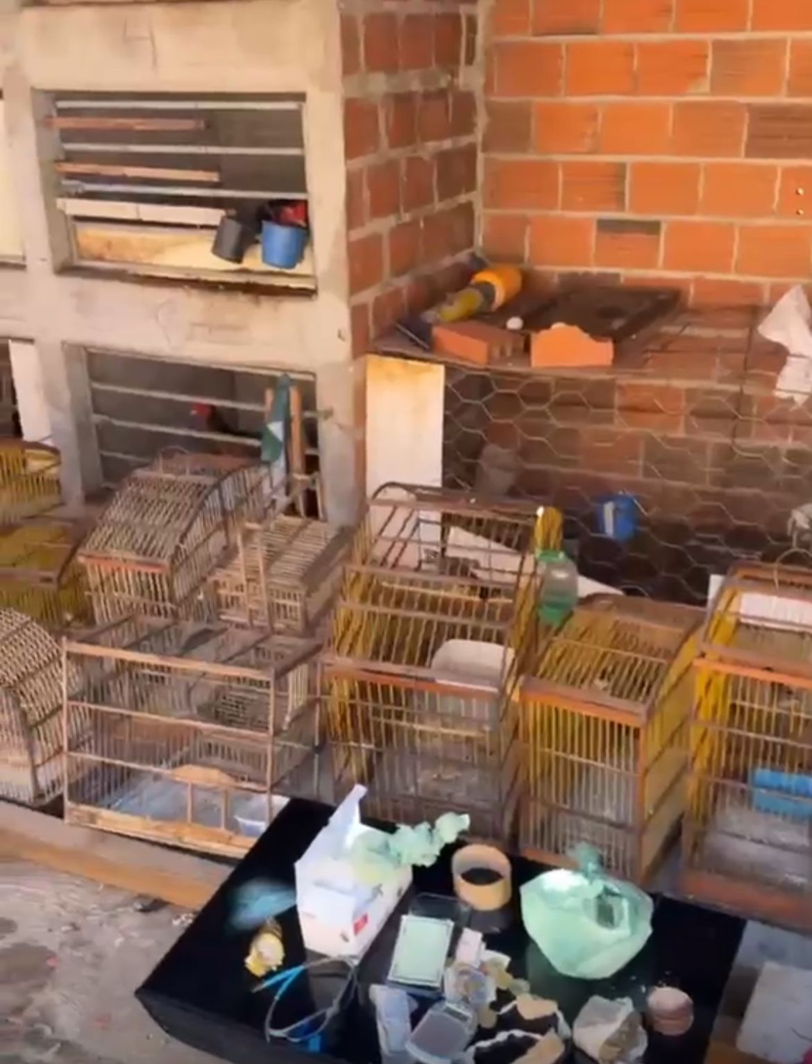 Duas pessoas são presas por tráfico de drogas e maus-tratos a animais em Regeneração